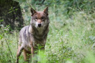 L'ordonnance sur la chasse permet le tir individuel d'un loup à partir de six ovins ou caprins tués sur une période de quatre mois (image d'îllustration). KEYSTONE/DPA/CHRISTIAN CHARISIUS